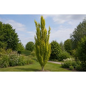 Buk lesný (Fagus sylvatica) ‘DAWYCK GOLD’ - výška 40-60 cm, kont. C5L